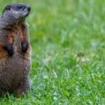 brown rodent on green grass