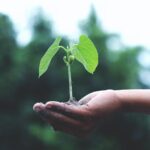 person holding a green plant